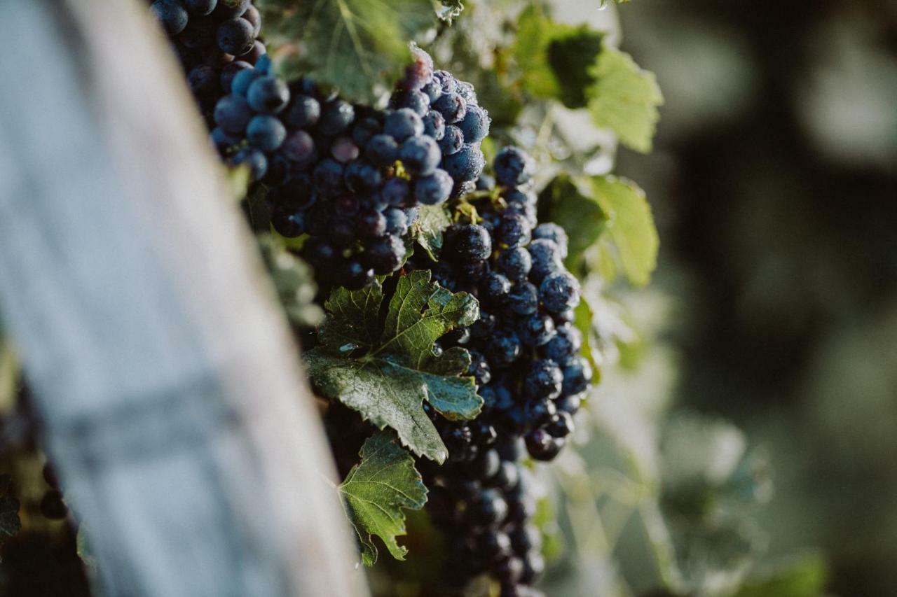 شقة Kmetija Tomazic Vinska Klet - Winery فيبافا المظهر الخارجي الصورة